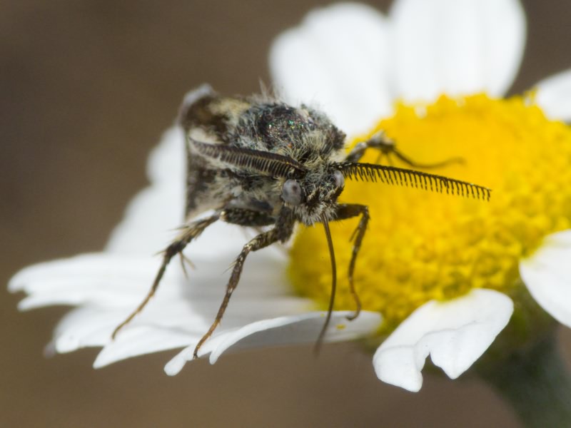Brachodes appendiculata (Esper, 1783)